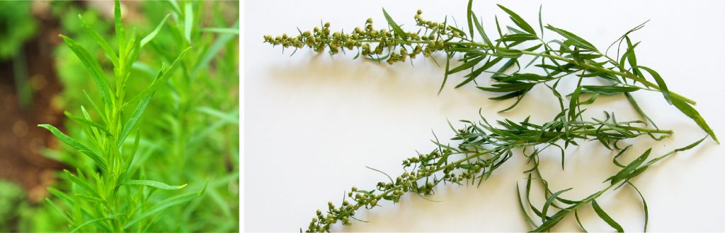 Plant D'Estragon Vrai (Artemisia Dracunculus) En Pot 2-2,9 Litres - Aromatique Pour Cuisine