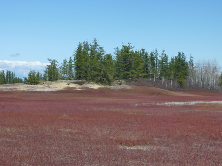 Des chercheurs du Département des sciences fondamentales publient dans la revue Agriculture