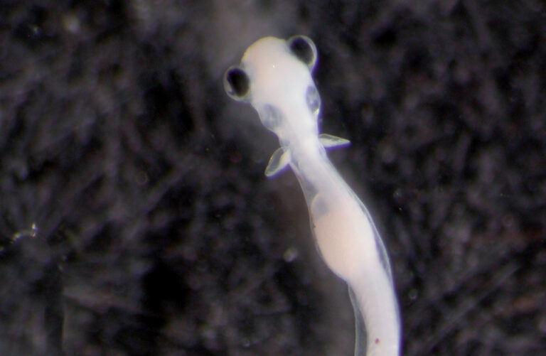 Les recherches de Pascal Sirois soutenues par la FCI à hauteur de 64 000 $