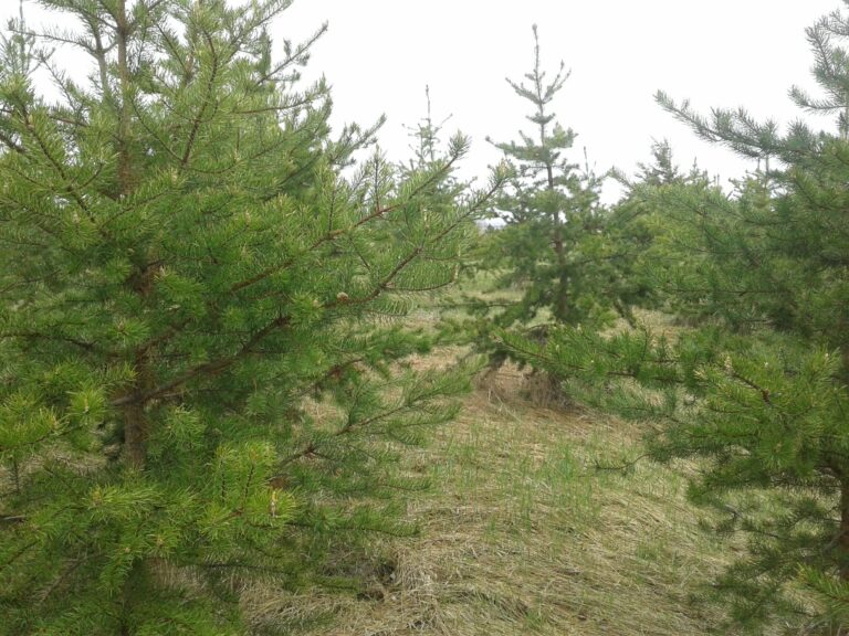 Plus de 15 000 $ remis à quatre fermes du Lac-Saint-Jean dans le cadre du volet agricole de Carbone boréal