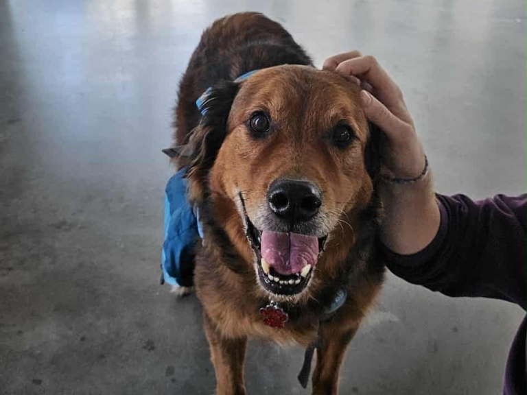 Les Zoo Ateliers, une initiative apaisante pour les étudiantes et étudiants de l’École NAD