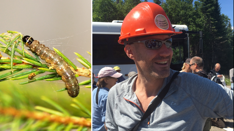 Optimiser la récupération du bois affecté par la tordeuse : une subvention majeure du CRSNG